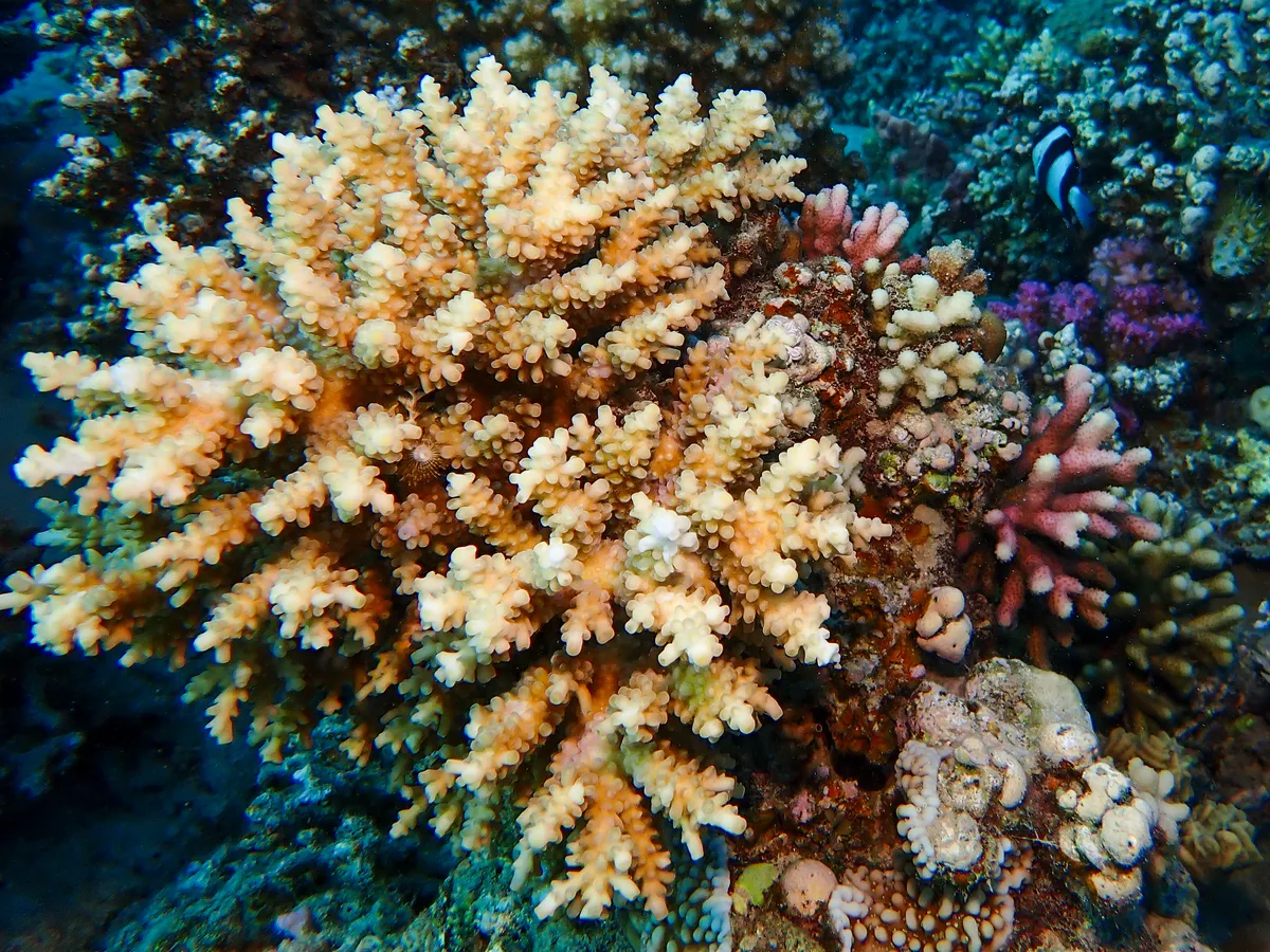 Acropora microclados