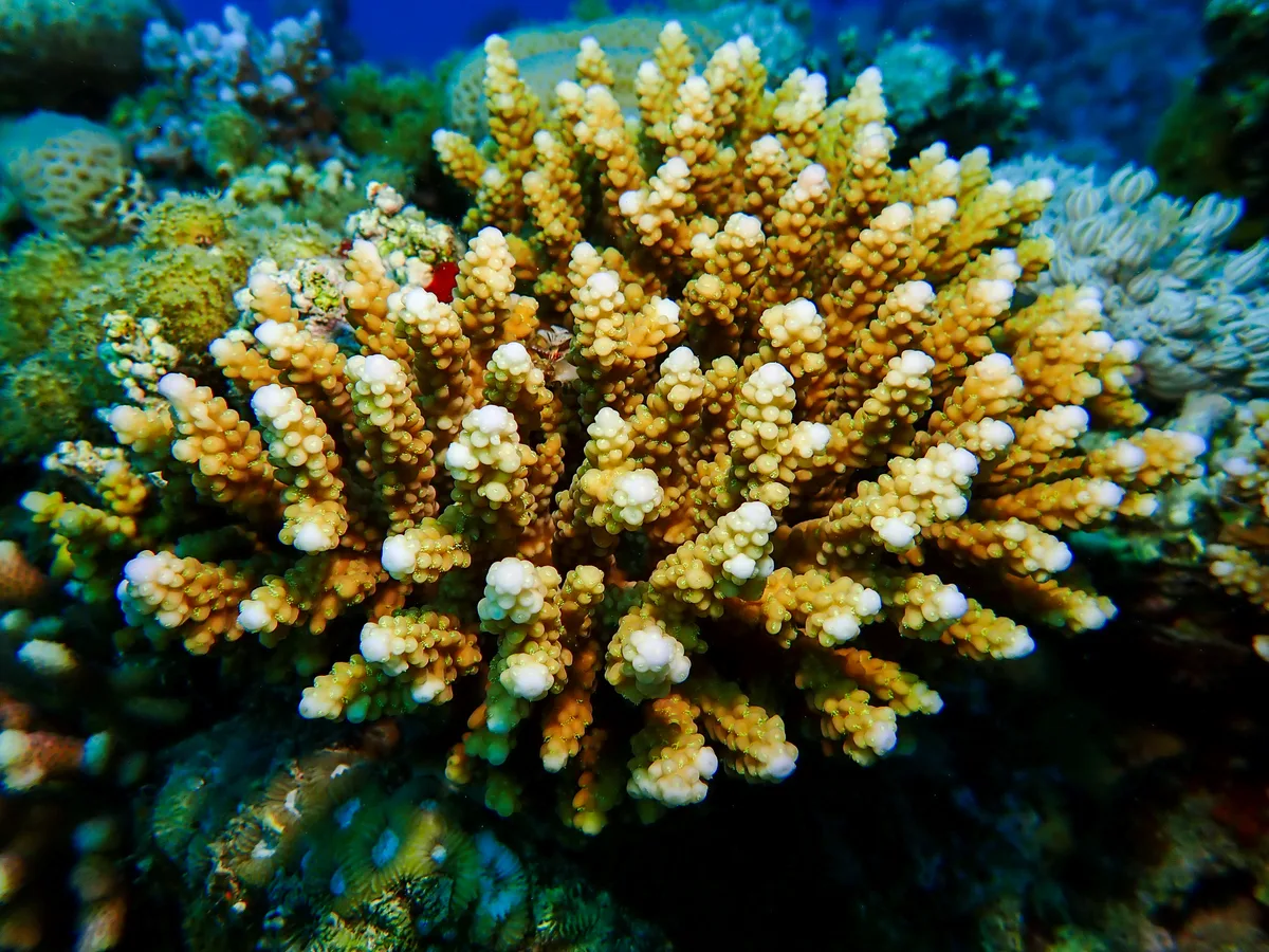 Acropora microclados