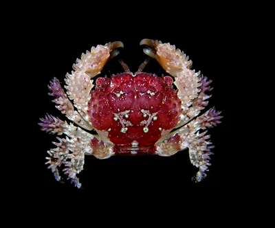 Actaea polyacantha