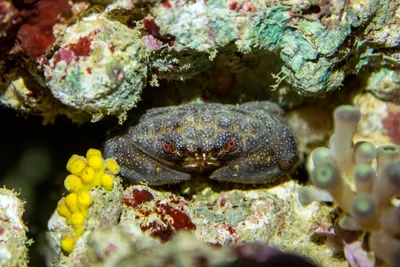 Actaeodes tomentosus