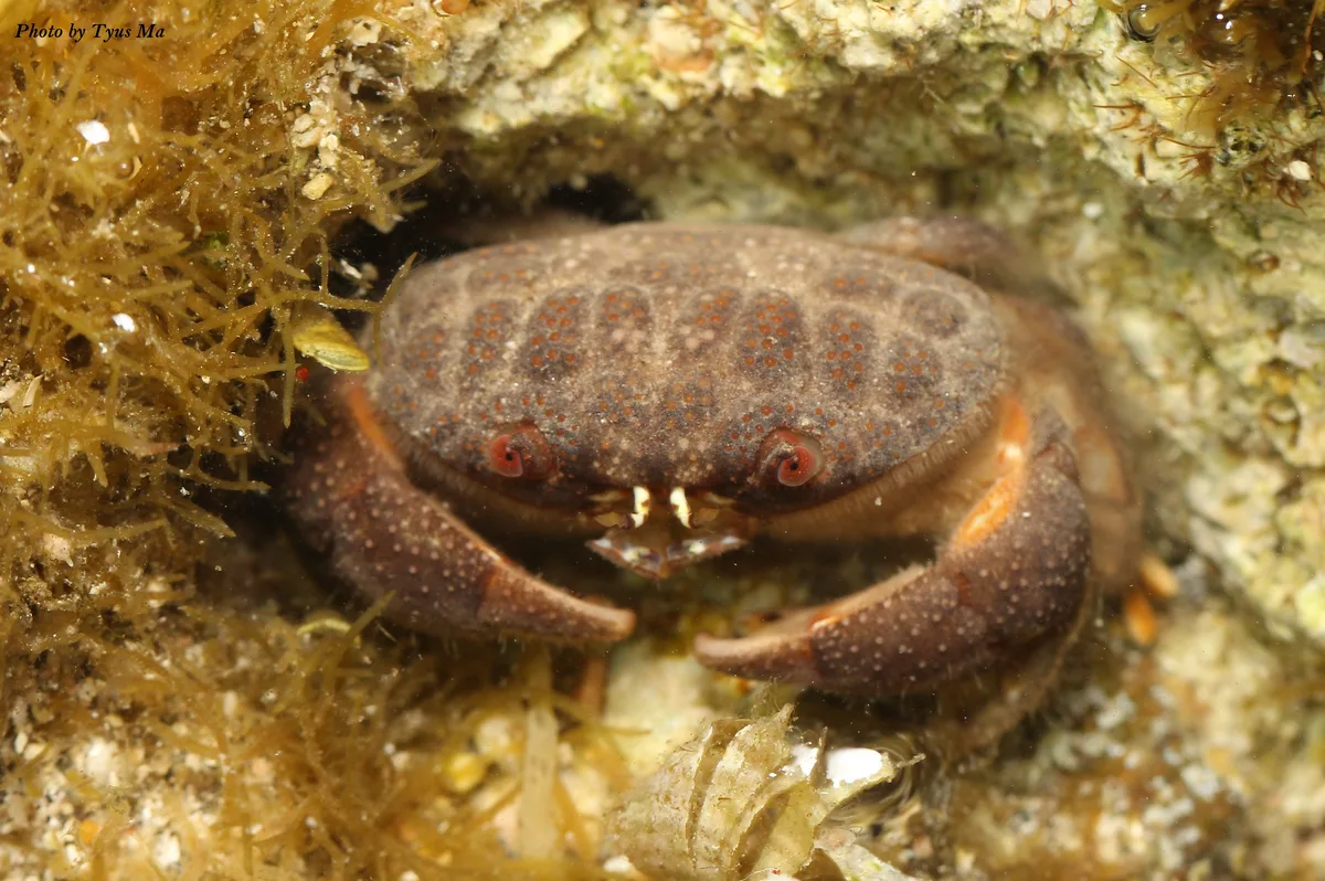 Actaeodes tomentosus