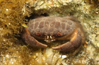 Actaeodes tomentosus