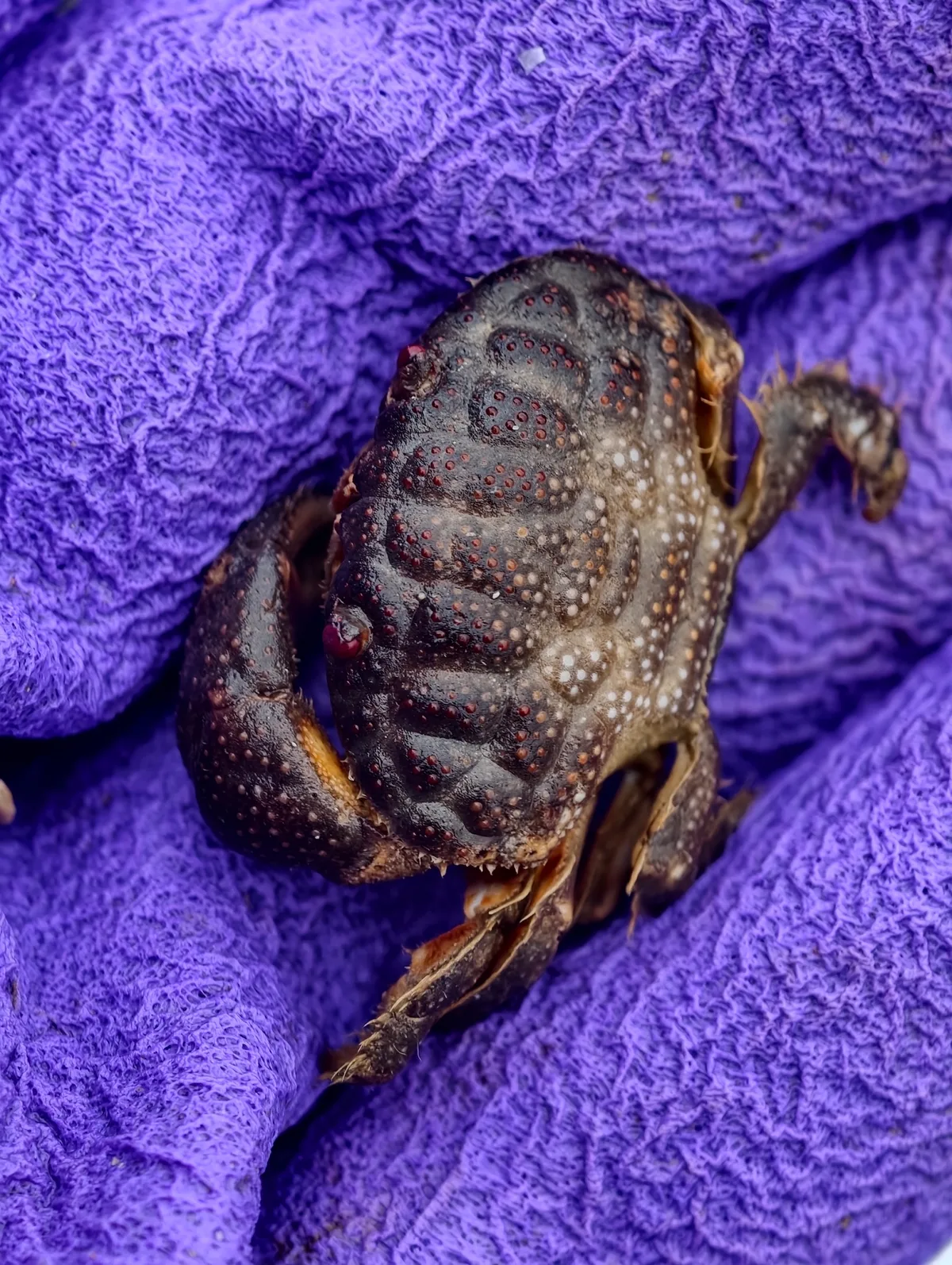 Actaeodes tomentosus - 文昌市, 海南省, CN