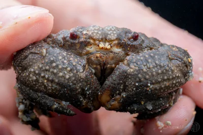 Actaeodes tomentosus - 中国海南省三亚市吉阳区