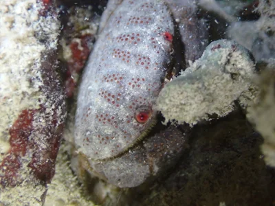 Actaeodes tomentosus - 台灣澎湖縣望安鄉