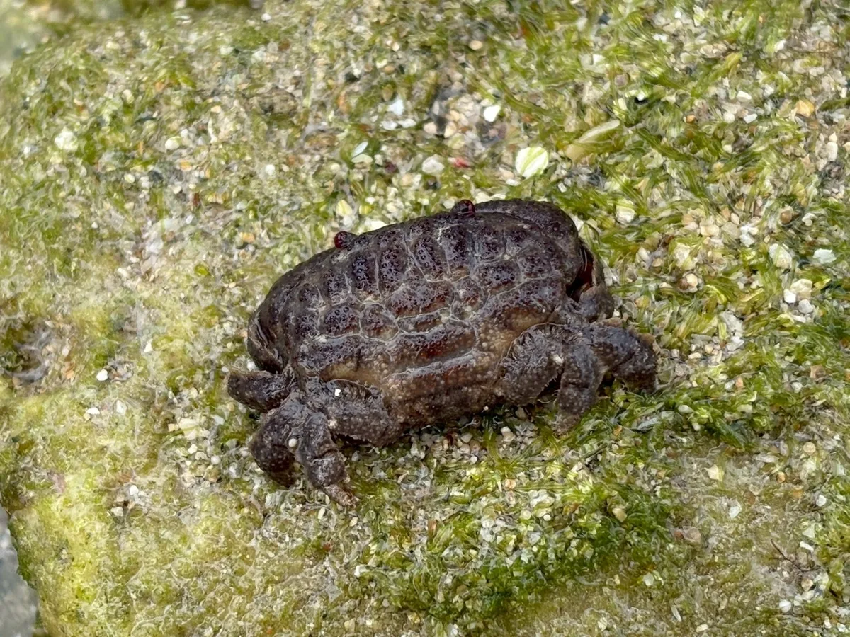 Actaeodes tomentosus - 946台灣屏東縣恆春鎮