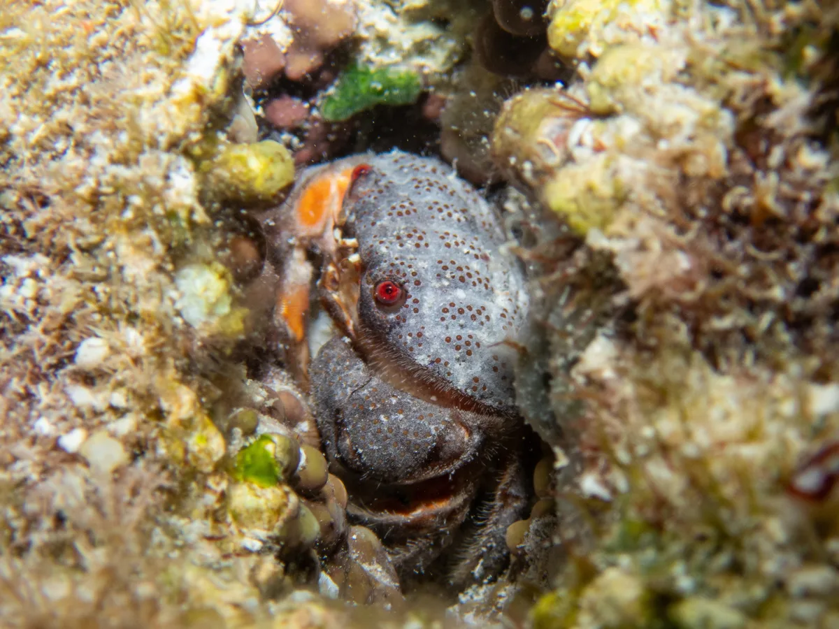 Actaeodes tomentosus - Philippine Sea, Northern Mariana Islands, MP