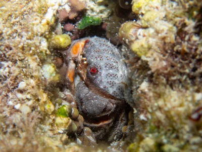 Actaeodes tomentosus - Philippine Sea, Northern Mariana Islands, MP