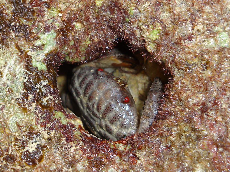 Actaeodes tomentosus - Ras Mohammed National Park, EG-JS-SS, EG-JS, EG