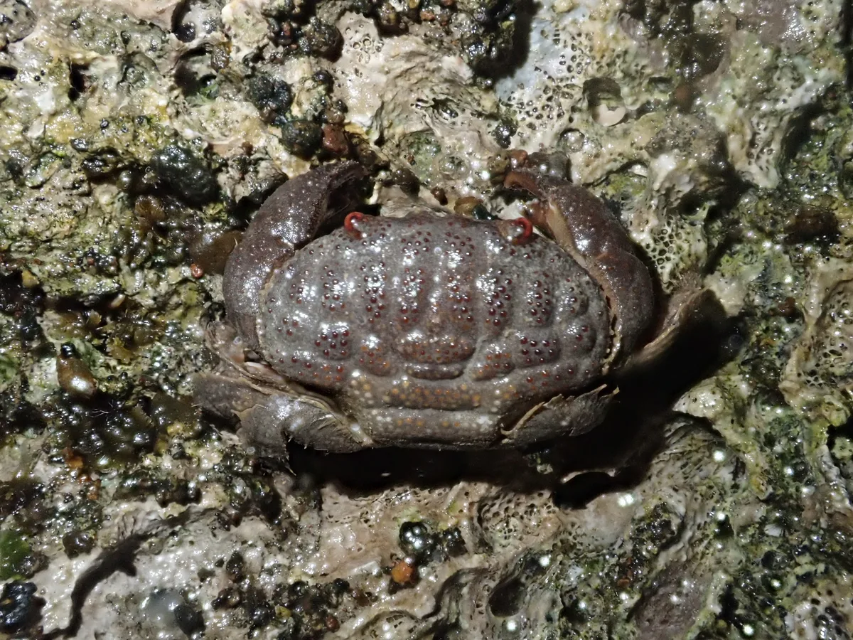 Actaeodes tomentosus - 台灣台東縣