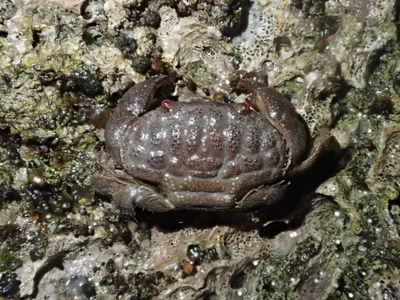 Actaeodes tomentosus - 台灣台東縣