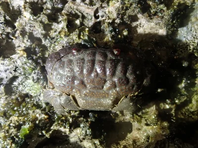 Actaeodes tomentosus - 台灣台東縣