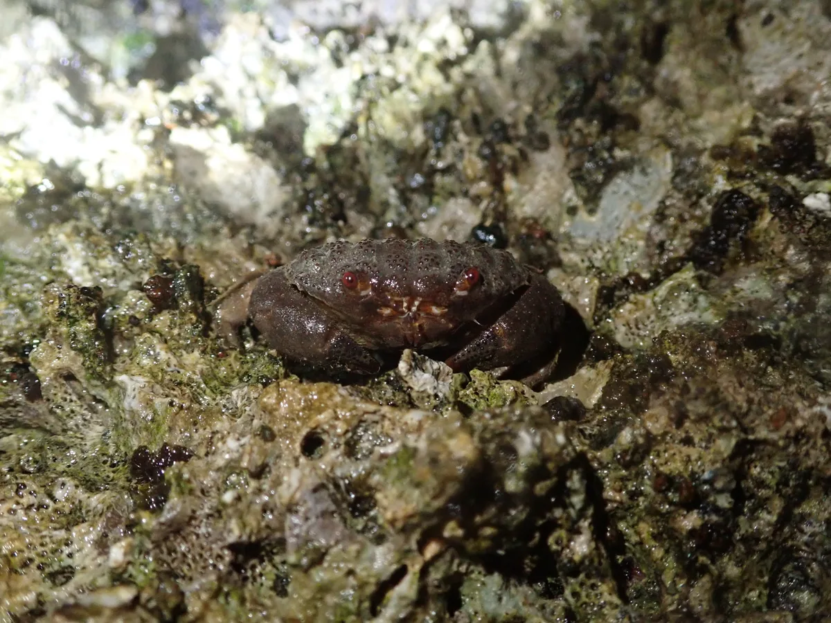 Actaeodes tomentosus - 台灣台東縣
