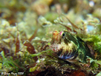 Aden Blenny