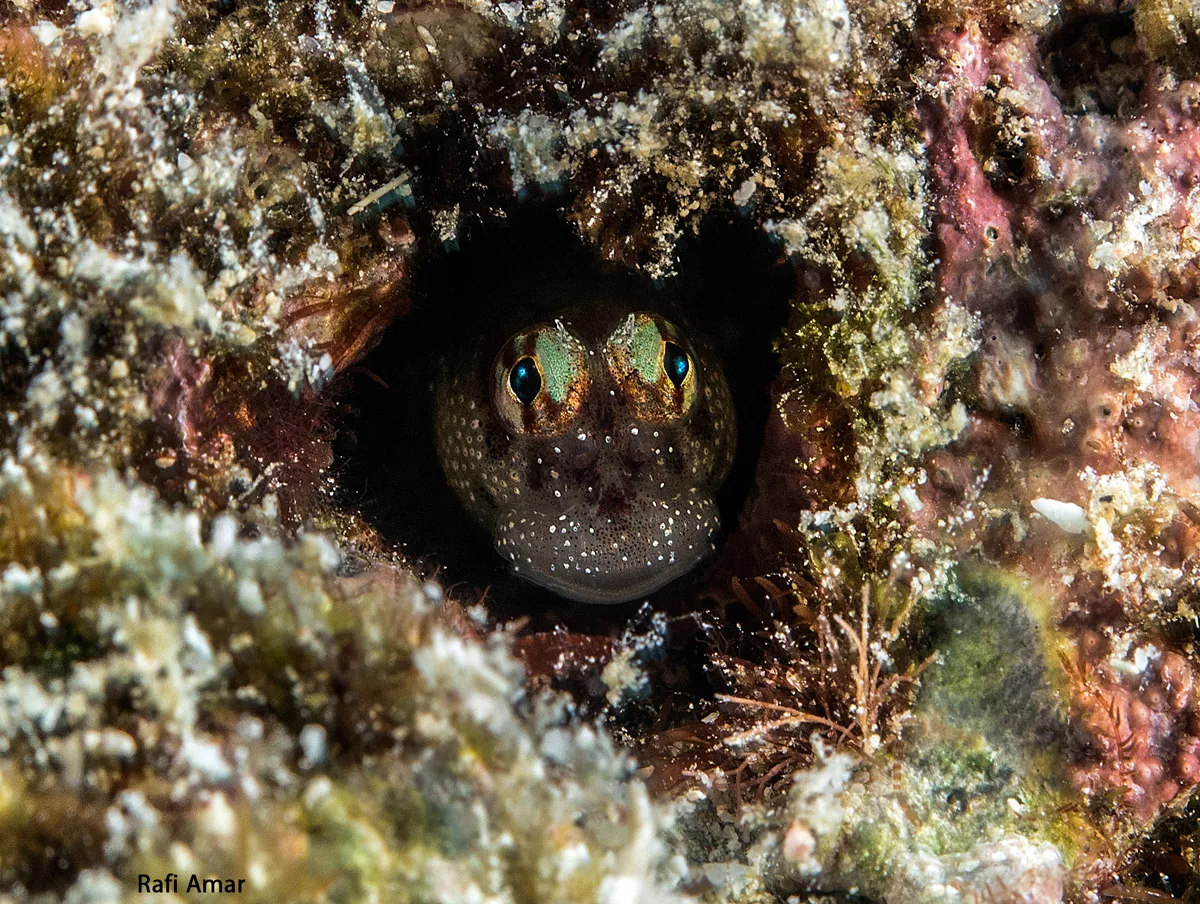 Aden Blenny