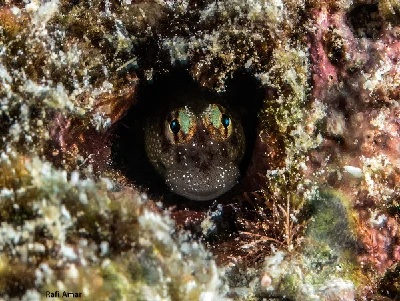 Aden Blenny