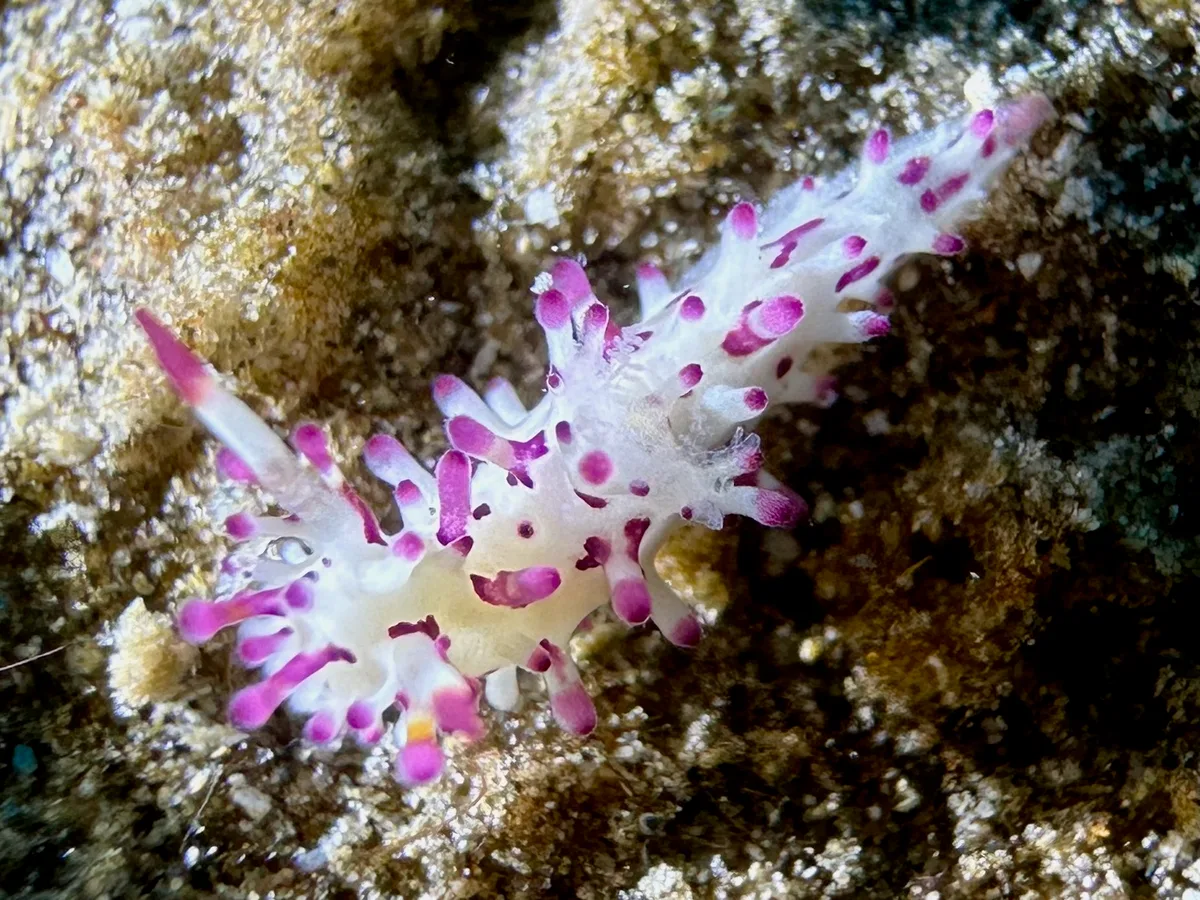 Aegires Villosus