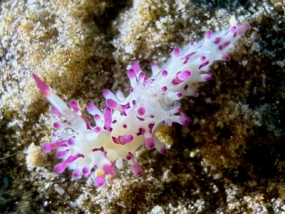 Aegires Villosus