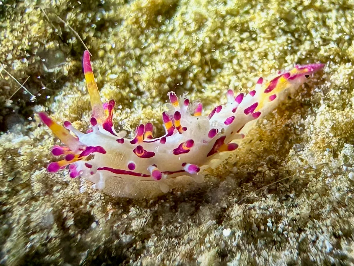 Aegires Villosus