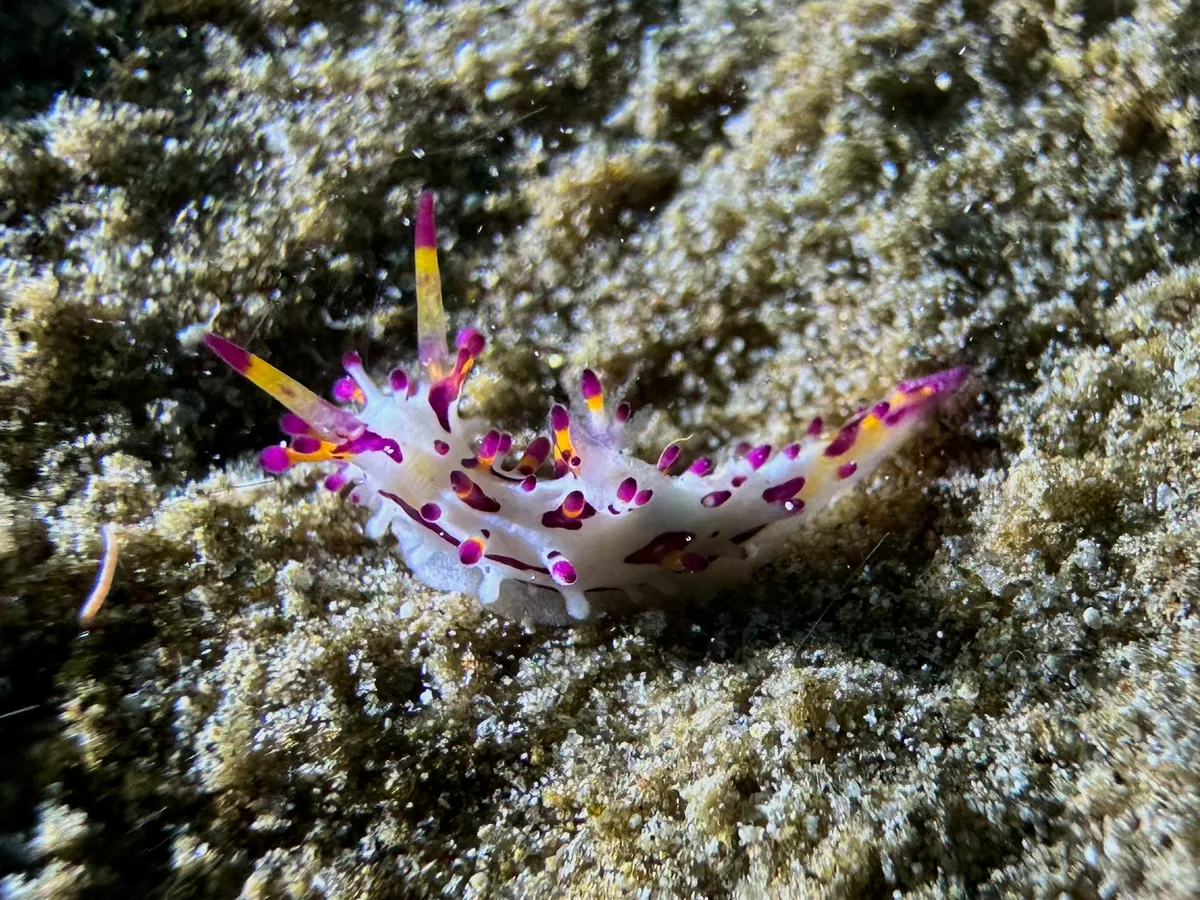 Aegires Villosus