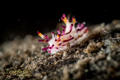 Aegires villosus