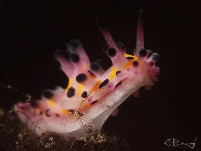 Aegires villosus