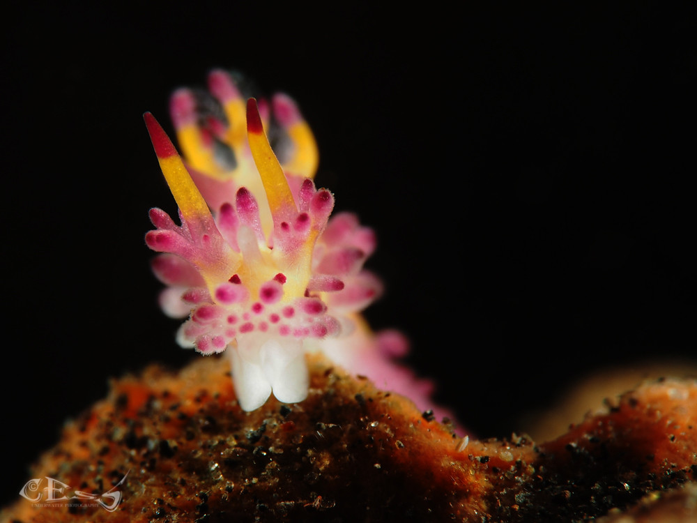 Aegires villosus