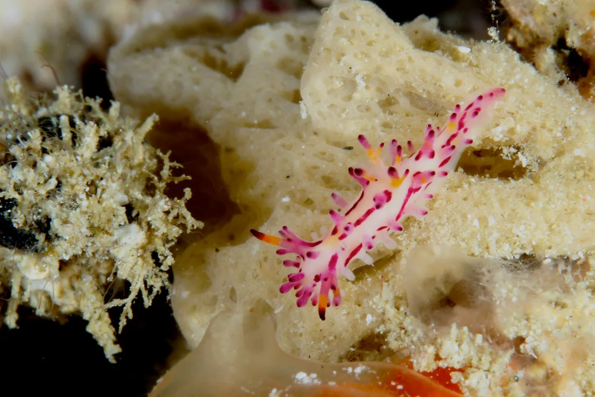 Aegires villosus