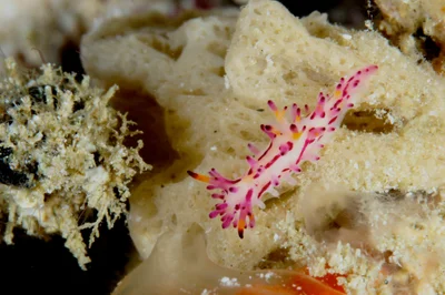 Aegires villosus
