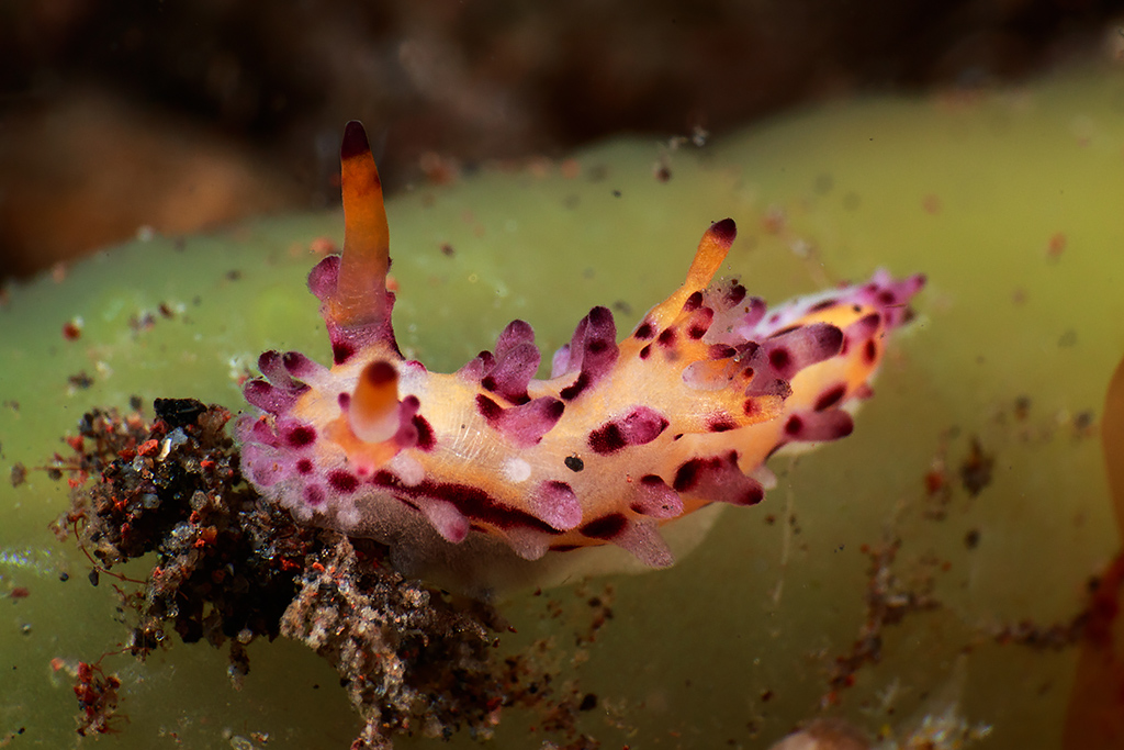 Aegires villosus