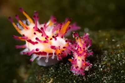 Aegires villosus