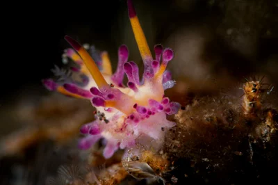 Aegires villosus nudibranch