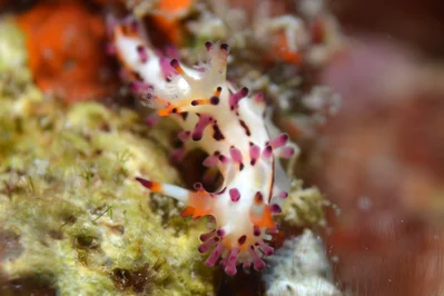 Aegires villosus