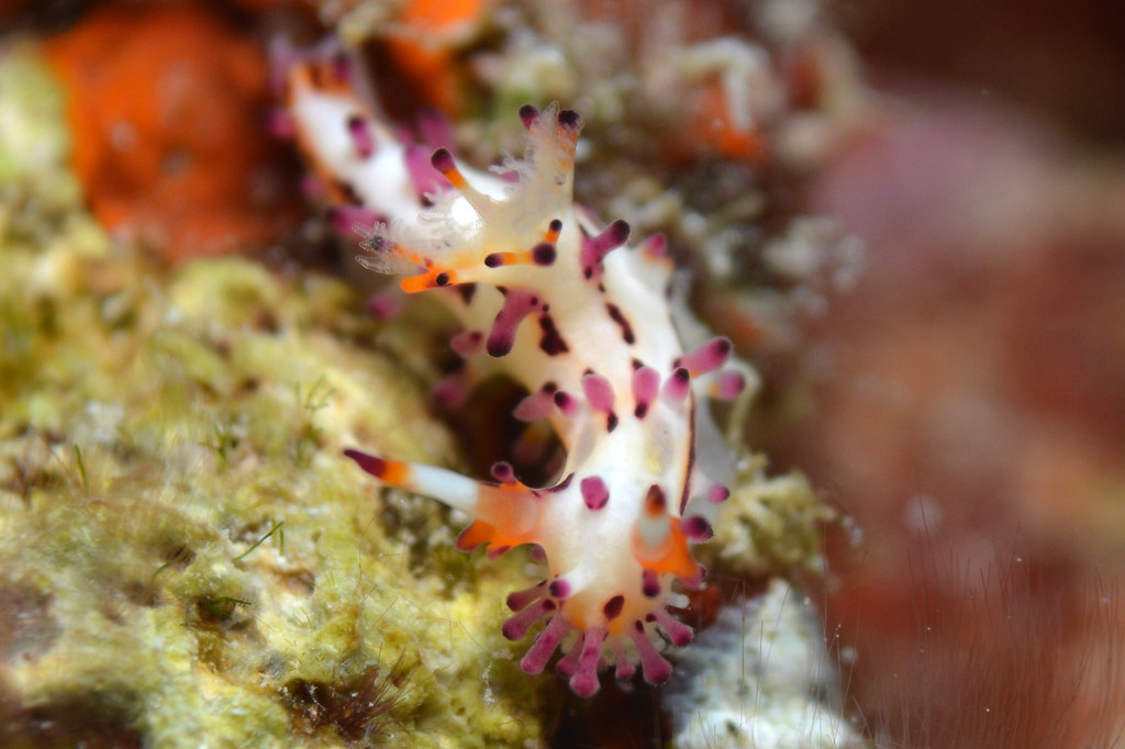 Aegires villosus