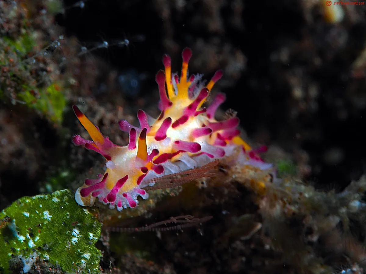 Aegires villosus (Farran, 1905)