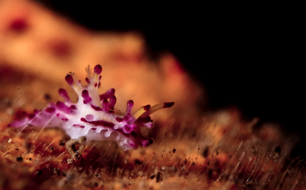 Aegires villosus