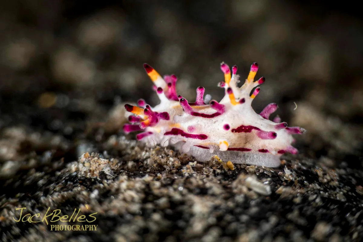 Aegires villosus