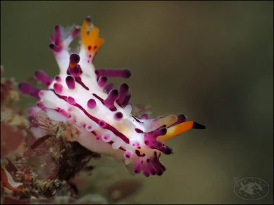 Nudibranch (Aegires villosus)