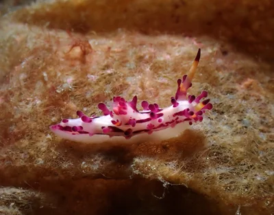 Aegires villosus