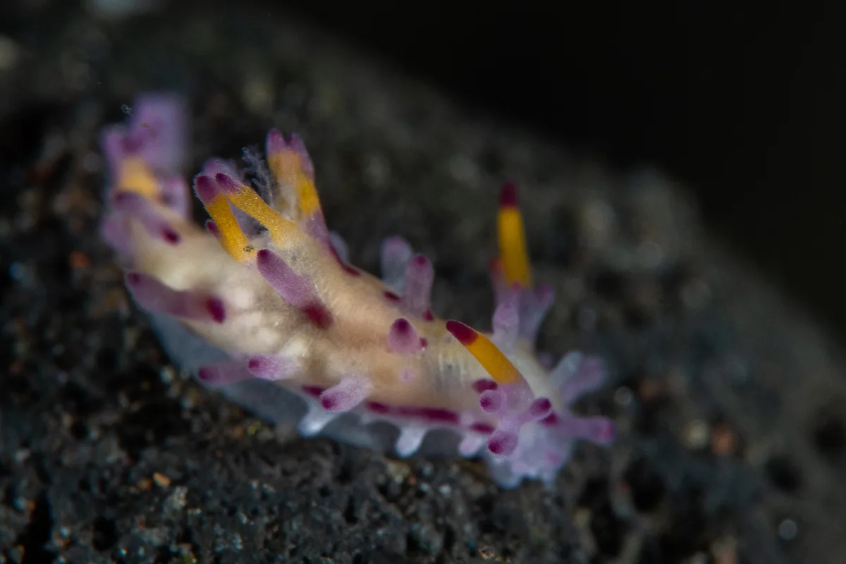 Aegires Villosus