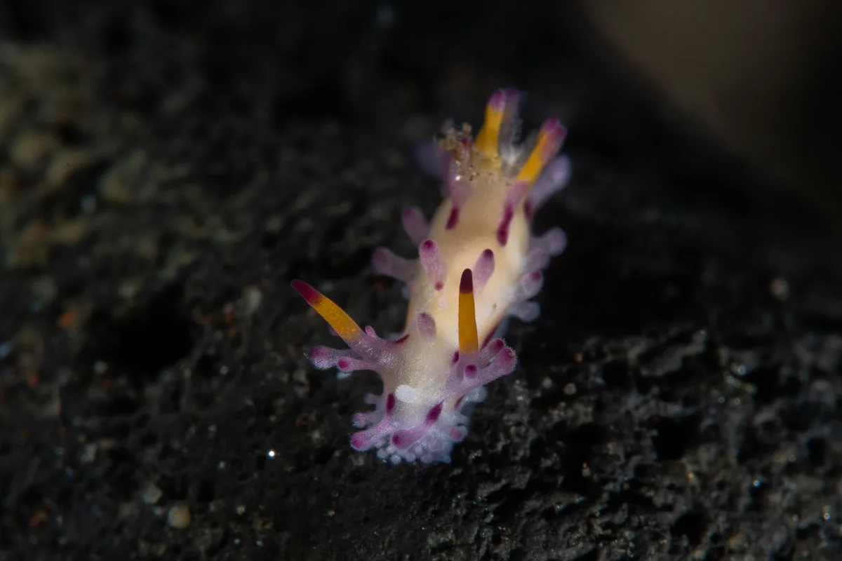 Aegires Villosus