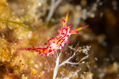 Aegires villosus