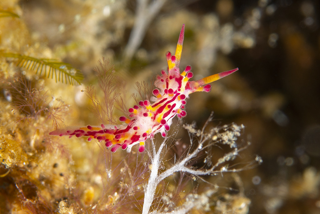 Aegires villosus