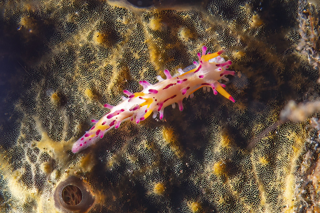 Aegires villosus