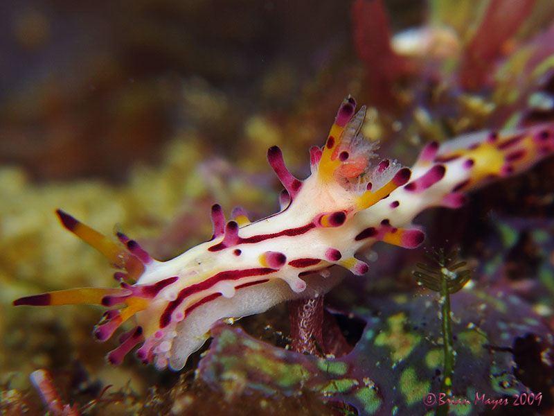 Nudibranch (Aegires villosus)