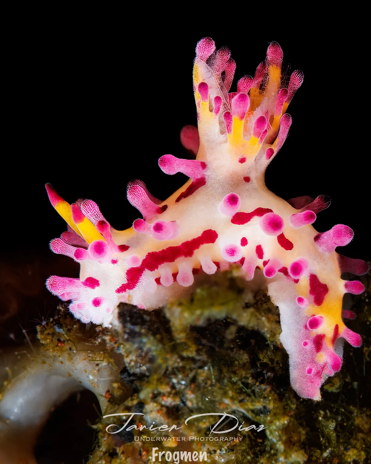Aegires villosus. Tulamben. Bali.