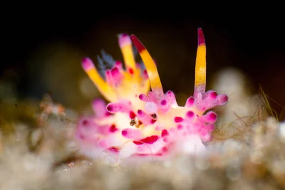 Colorful Aegires nudibranch