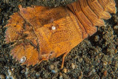 Scyllarides haanii