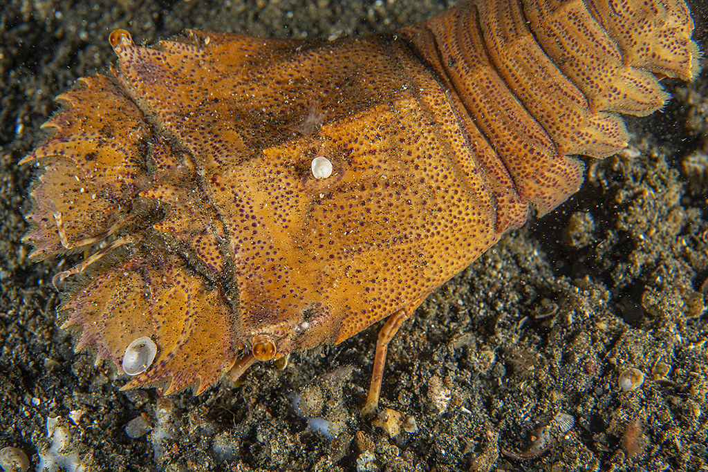 Scyllarides haanii
