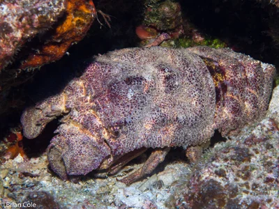 Ridgeback Slipper Lobster (Scyllarides haanii)